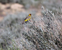Emberiza bruniceps