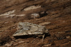 Lithophane disposita