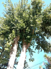 Cryptocarya alba