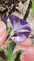 Convolvulus sabatius image