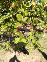 Luma apiculata