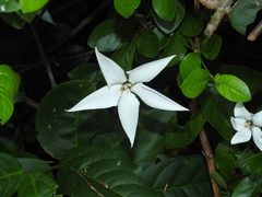 Rosenbergiodendron densiflorum