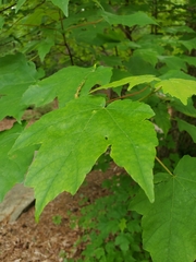 Acer rubrum
