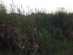 Echinochloa pyramidalis