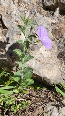 Convolvulus sabatius image