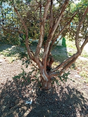 Luma apiculata