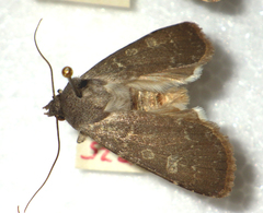 Euxoa birivia