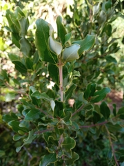 Cryptocarya alba