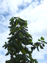 Coccoloba latifolia