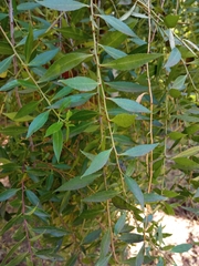 Maytenus boaria