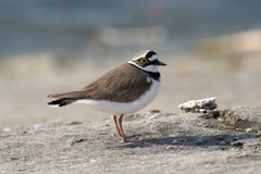 Little Ringed Plover photo 3