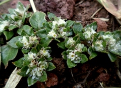 Gomphrenoideae