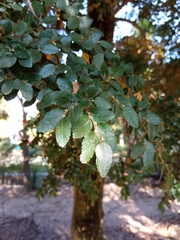 Nothofagus dombeyi