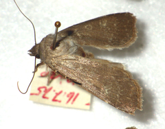 Euxoa birivia