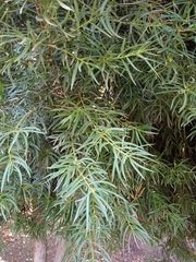 Podocarpus salignus