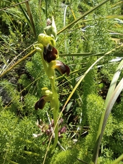 Ophrys fusca funerea