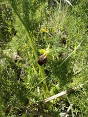 Ophrys fusca funerea