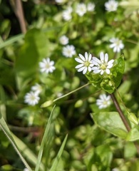 Stellaria neglecta