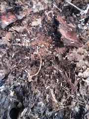 Reticulitermes lucifugus