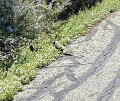 Otospermophilus beecheyi