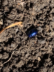 Chrysolina coerulans
