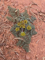 Lomatium foeniculaceum