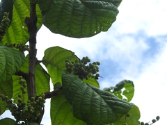 Coccoloba latifolia