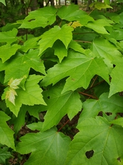 Acer rubrum