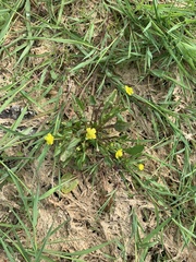 Ranunculus ophioglossifolius