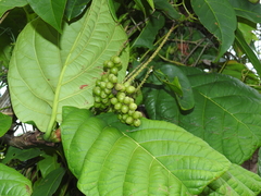 Coccoloba latifolia