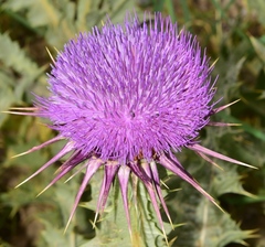 Onopordum illyricum illyricum