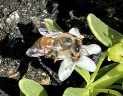 Apis mellifera