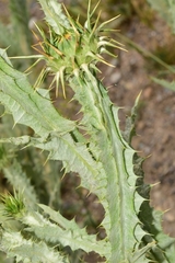 Onopordum illyricum illyricum