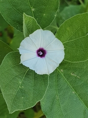 Ipomoeeae