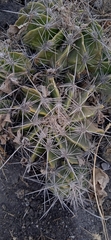Ferocactus flavovirens