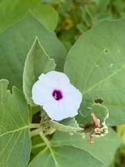 Ipomoeeae