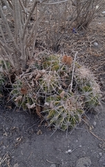 Ferocactus flavovirens