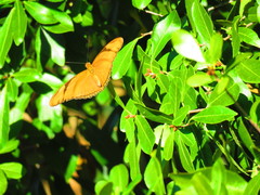 Dryas iulia