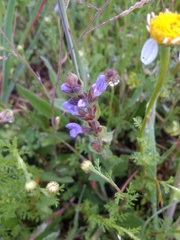 Salvia verbenaca