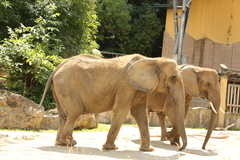 Elephantidae