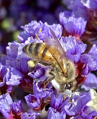 Apis mellifera