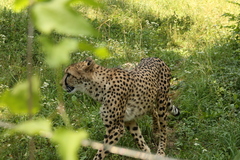 Acinonyx