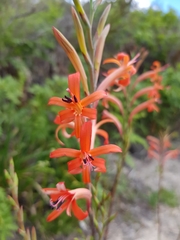 Watsonia angusta