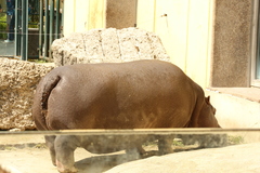 Hippopotamus