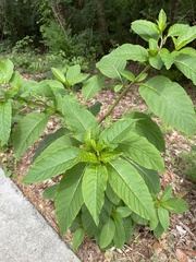 Phytolacca americana
