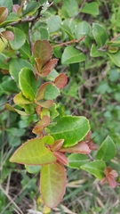 Gymnosporia nemorosa