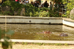 Hippopotamus