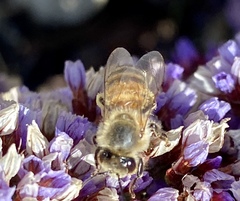 Apis mellifera