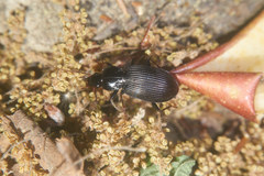 Synuchus