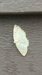 Lomographa glomeraria